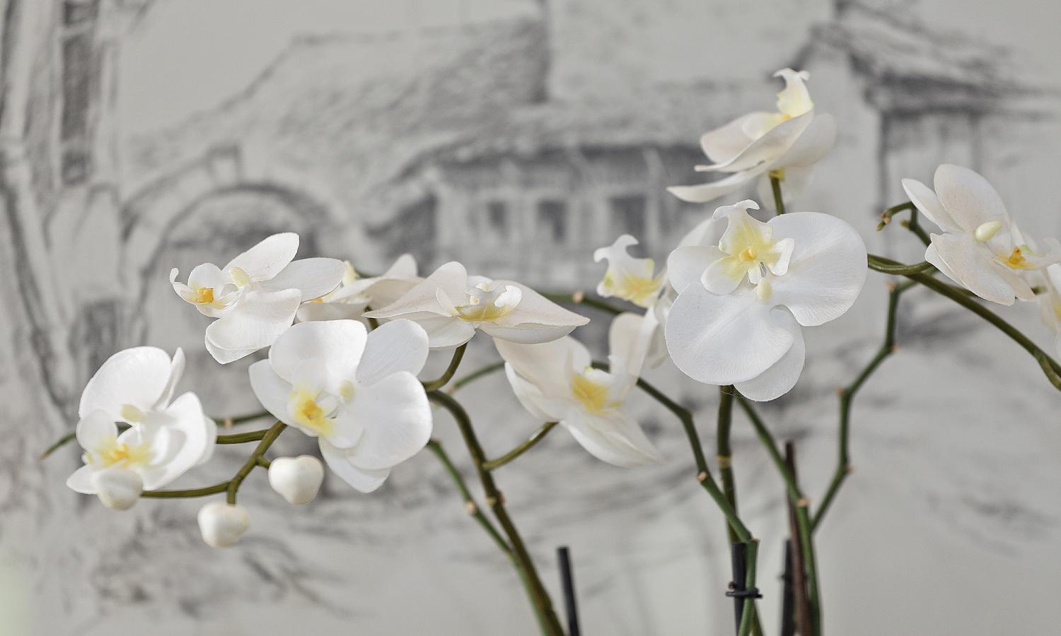 Orchidee bianche - Pensione Claudia