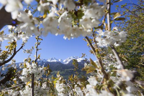 Frühlingsblüte in Kortsch