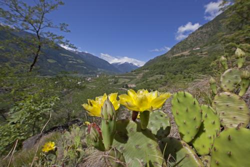 Il Monte Sole della Val Venosta – Flora tipica della steppa