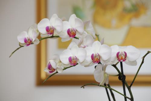 Orchidee − Pension Garni Claudia