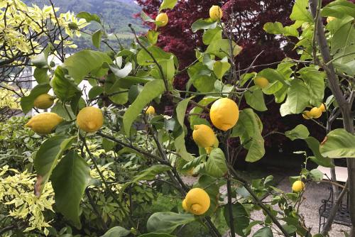 Il limone nel giardino della nostra pensione