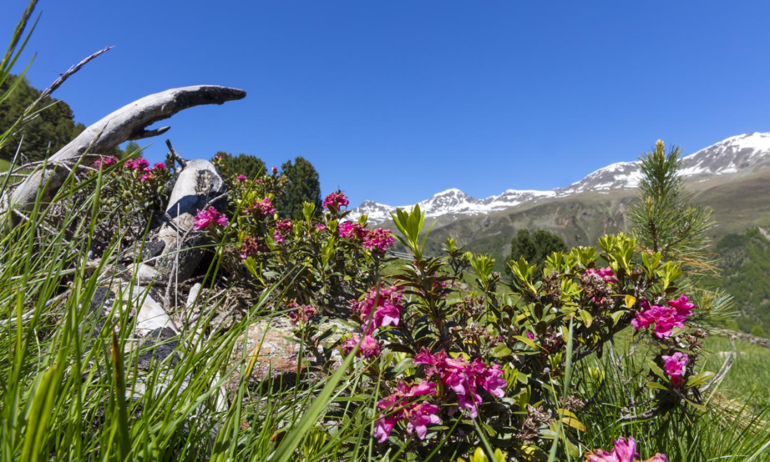 Langtaufers − Alpenrosenblüte im Talschluss