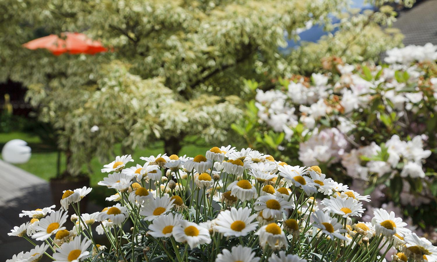 Margeriten blühen im Garten unserer Pension